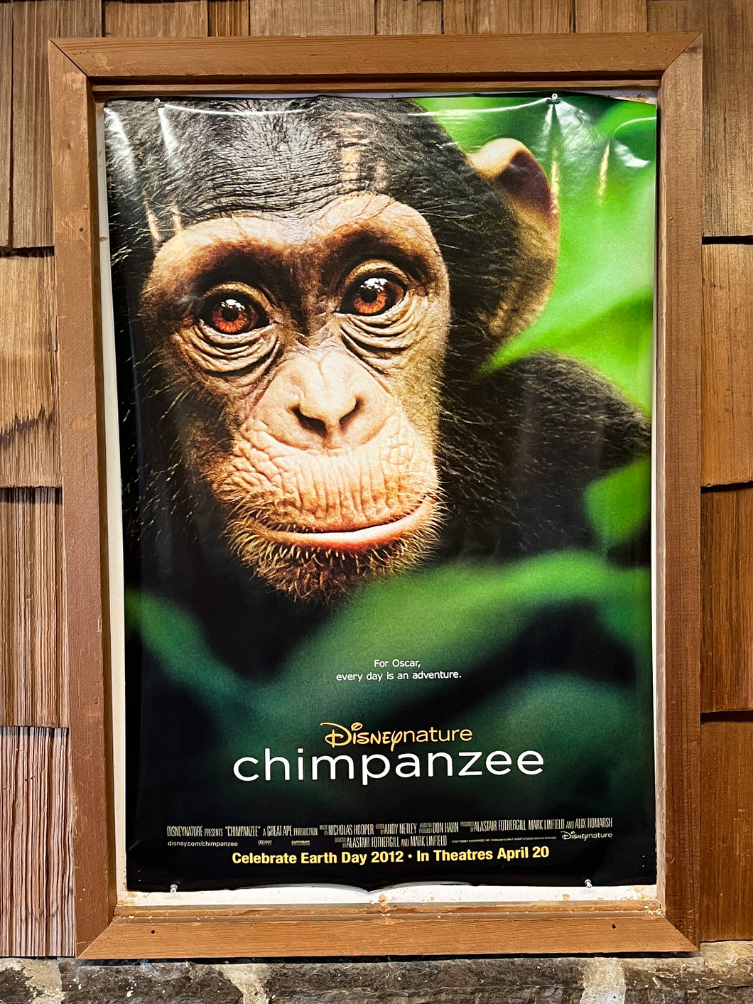 Chimpanzee (2012)